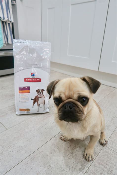 A proper diet and sufficient exercise are crucial to keeping your Pug at a healthy weight
