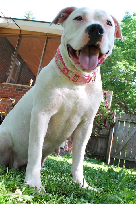  A properly trained American Bulldog Pitbull mix will also be protective of the kids in its family