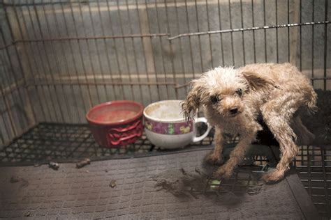  A puppy mill is a farm where puppies are bred and raised in inhumane conditions, resulting in weak and sick dogs