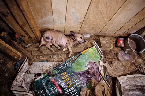  A puppy mill is more like a prison