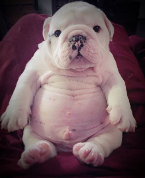  A puppy that is fat and happy will be seen on it