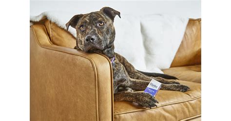 A recently conducted Australian study looked at a proprietary CBD blend and its effects on atopic dermatitis in dogs, a common symptom of allergic reactions