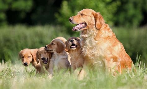  A reputable breeder will put temperament and health testing first