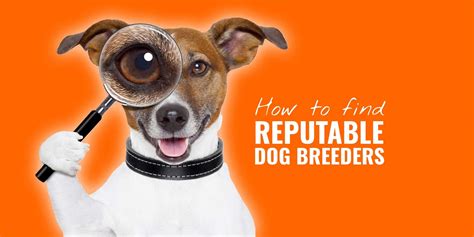  A reputable breeder would show the dogs in recognized confirmation shows