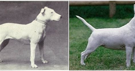  A returning veteran worked to revive the breed, which then became known as the American Bulldog