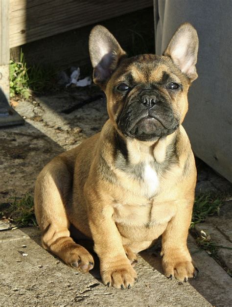  A sable Frenchie usually looks like a fawn Frenchie with darker black hairs covering throughout the coat