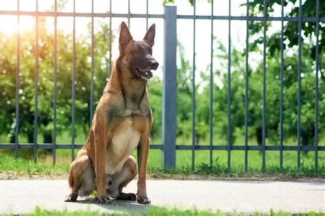  A service dog needs to be healthy, hassle-free, intelligent and receptive to training, have stable temperament to handle any type of environment, and of course lead a long life disease-free