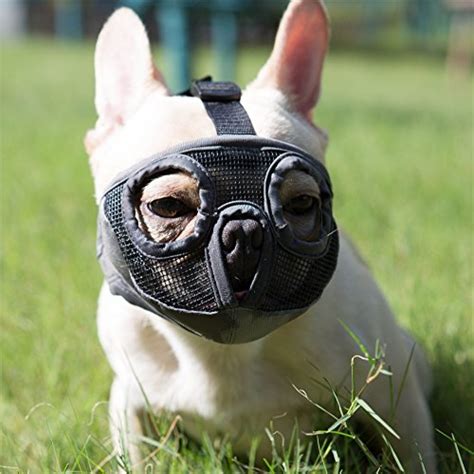  A shorter muzzle does not allow a dog to cool air as effectively as those with a normal snout