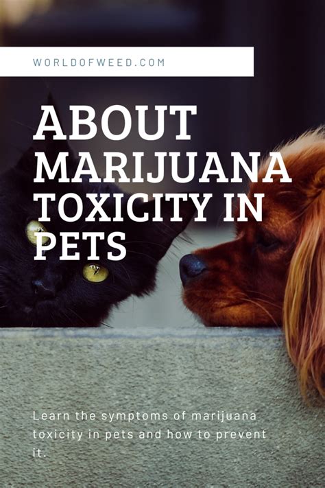  A small amount of marijuana can cause toxicity in dogs and cats