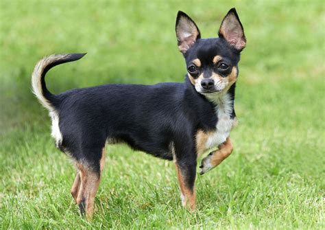  A small breed, like a chihuahua, would need a much smaller dose than a lab or other large breeds