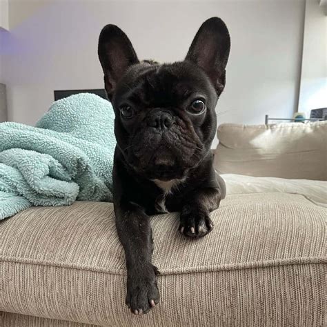  A smaller version of the standard French Bulldog we all know and love