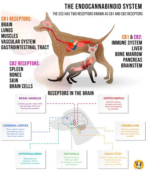  A special note for dog owners and their unique endocannabinoid systems: Scientists have learned that dogs have more CB1 receptors in their brains than other animals