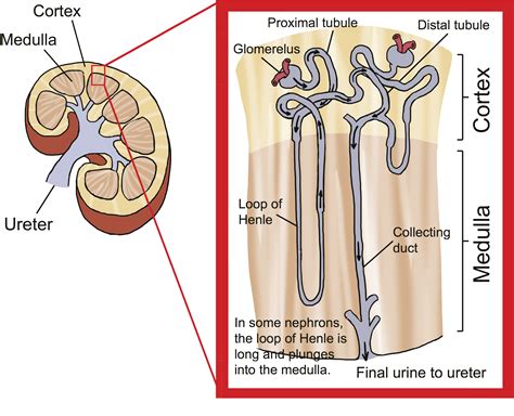  A specific part of the kidney called the Loop of Henle is especially critical for maintaining hydration and electrolyte levels