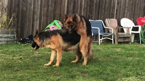  A standard German Shepherd can produce black puppies by mating with another German Shepherd that carries the recessive gene