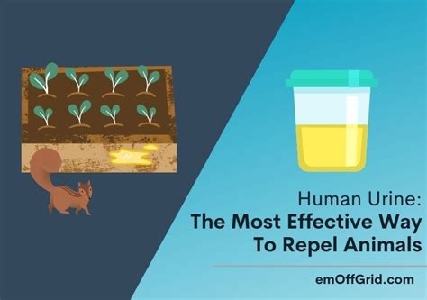  A study discovered that animal urine contains some characteristics that distinguish it from human urine
