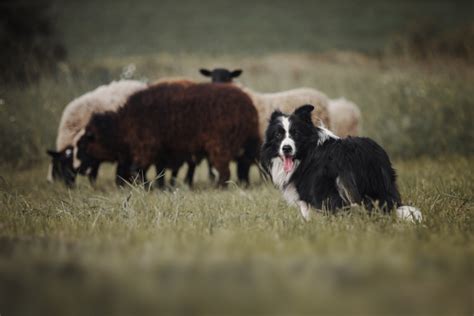  A superb herding dog, these agile puppies are relatively unique dogs in the United States, but, their popularity is ever