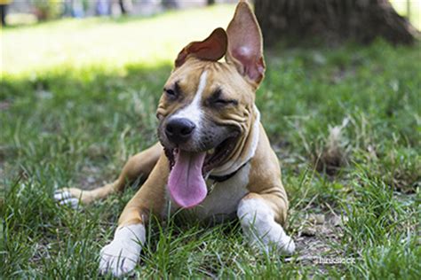  A tired dog is a happy, well-behaved dog, which is certainly the case with Frenchies, commonly said among dog owners
