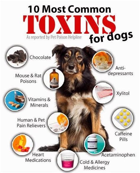  A toxic chemical will poison the dog