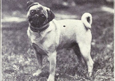  A trace may be very apparent during the puppy years and then fade as a Pug matures