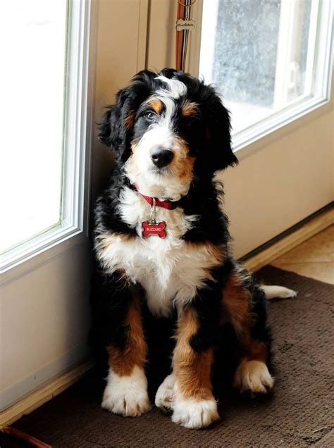 A traditional tricolor Bernedoodle looks similar to a Bernese Mountian Dog