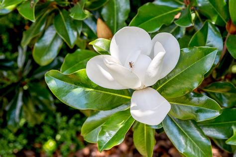  A tree or shrub in any species of the genus Magnolia, many with large flowers and simple leaves