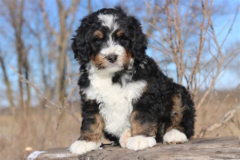  A tri-color Bernedoodle has 3 different colors in their coat