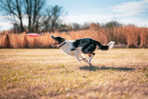  A trip to the dog park for some off-leash time, playing frisbee or chasing a ball, hiking, swimming, running, and more can all help this dog expend some extra energy