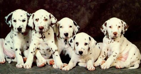  A versatile dog with a varied history, the Dalmatian has served as a guard dog and a dog of war