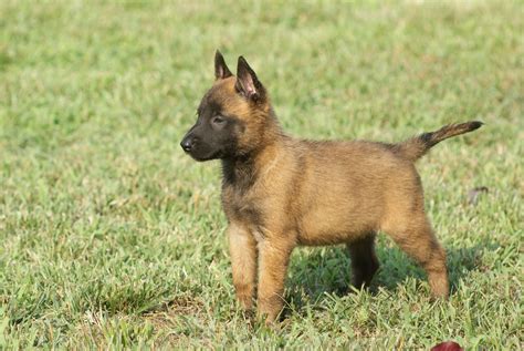  A very experienced breeder, Newmanhaus focuses on breeding Belgian Malinois for the …