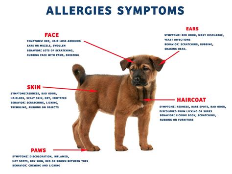  A veterinarian will be able to diagnose food allergies and provide alternatives for your pup