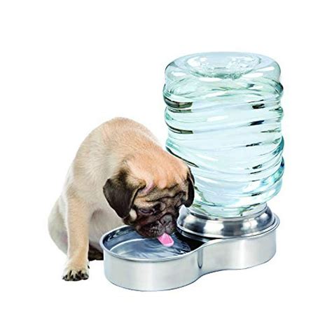  A water dish, stainless steel is best again for English Bulldogs
