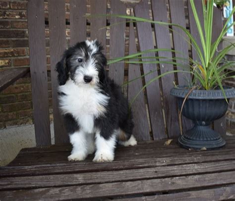  A well-socialized, well-trained Bernedoodle makes a wonderful family companion