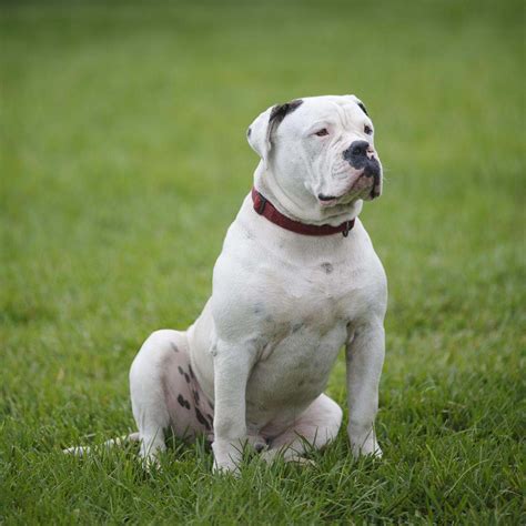  A well-trained and socialized American Bulldog will typically get along with other pets and with young children