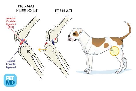  ACL tears often affect the back legs, and you should notice it first when your dog starts to lift their leg