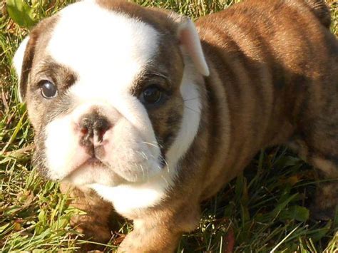  AKC English Bulldog Puppies ready to go to their forever homes they are current on shots and deworming also prespoiled there is 3 girls and 2 boys with lots of white available
