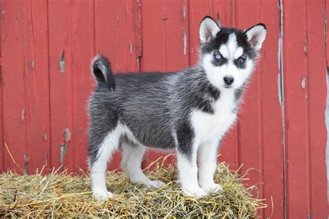  AKC Siberian husky puppies looking for loving homes