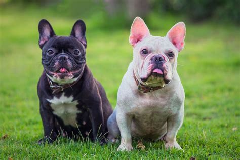  AKC inspected and approved, we know how to properly pair French Bulldogs for optimal health, temperament, and structure