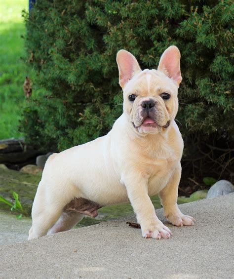  AKC registered, bred for the Bulldog Standard and sold with our… more
