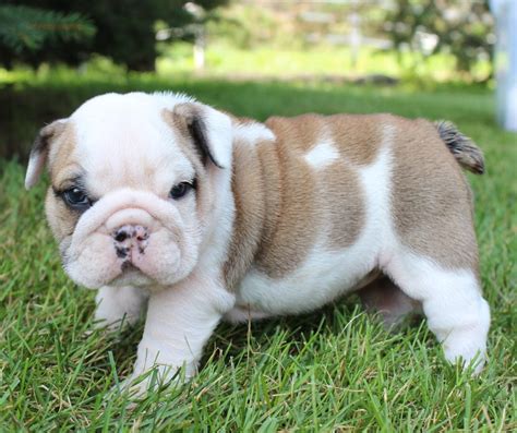  AKC signed up English bulldog young puppies for sale! All set for the new year