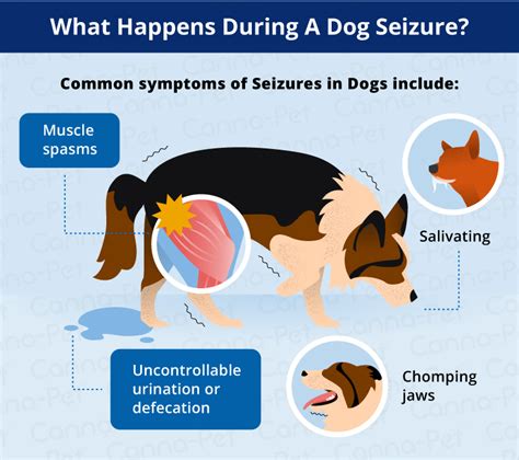  About 1 in 20 dogs [5] will experience seizures