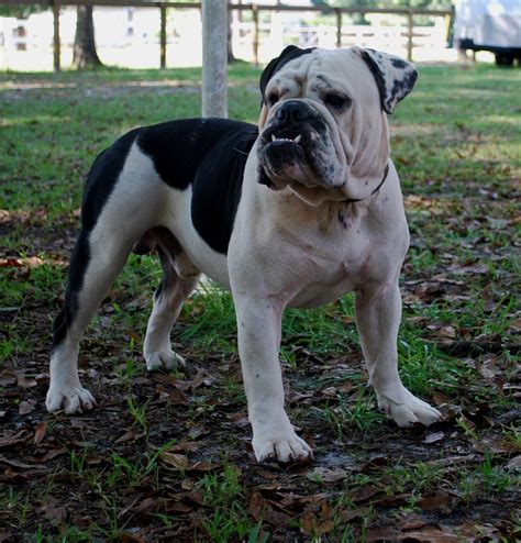  About Us As the premier breeder of Olde English Bulldogges in the Southeast, we love providing families and individuals of all ages with healthy, happy puppies from this amazing breed