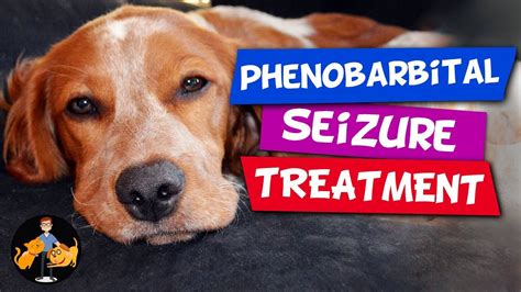  About a quarter to a third of dogs who are on medication to treat epilepsy continue to have frequent seizures or experience negative side effects from the medication they are prescribed