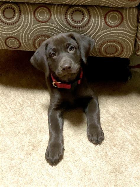  About this series of posts This is post eight of a step-by-step training and socialization program for Labrador puppies