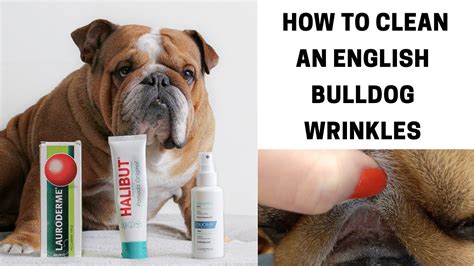  Above all else, a clean environment for your English Bulldog, especially his bed, is the best flea prevention