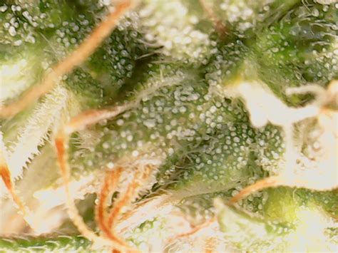  Abrasive industrial scale harvesting and processing may strip trichomes and resins from the plants