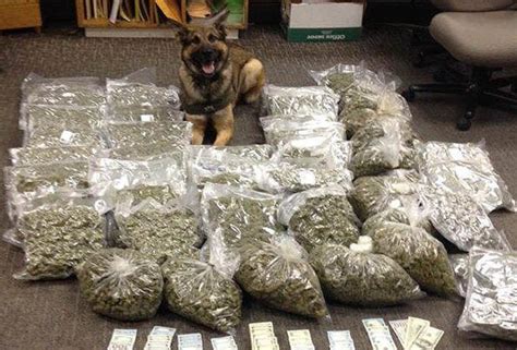  According to a study published in the Journal of Analytical Toxicology, police dogs were less accurate in detecting cannabis edibles than other forms of cannabis
