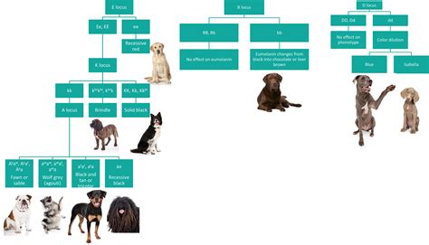  According to research , dog coat colors and patterns are determined by genes, like the bits of code in a computer program