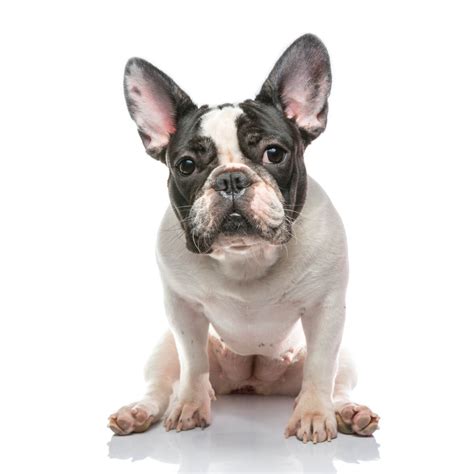  According to the American Kennel Club, a pied French Bulldog is a bulldog that is mostly white with small patches of an appropriate color on its coat