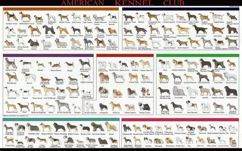  According to the American Kennel Club breed standard, American …