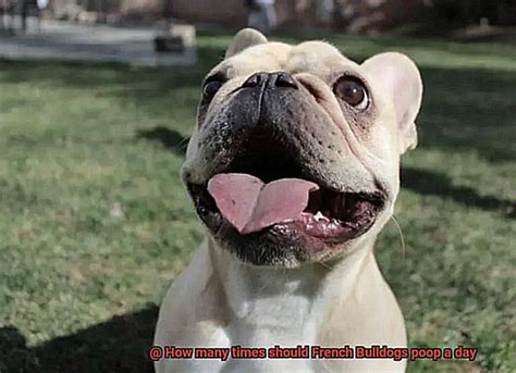  According to their food consumption and age, French bulldogs defecate one to five times each day on average